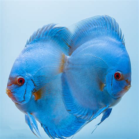 blue diamond discus fish.